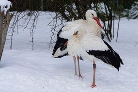 pair of white storks in the snow