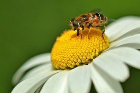 Hoverfly Schwebbiene Bee