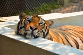 Tiger in an empty swimming pool outdoors