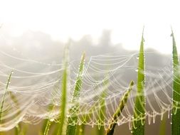 white cobweb on green vegetation