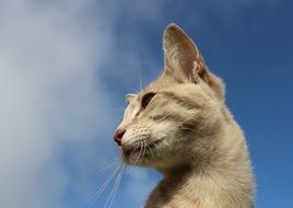 face beige cat against the sky