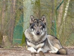 grey wolf in the wild park