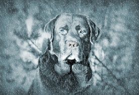 black and white photo of a sad dog