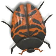 isolated orange ladybird