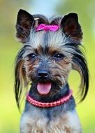 portrait of Fashionable Yorkie Dog