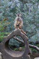 curious meerkat on a log