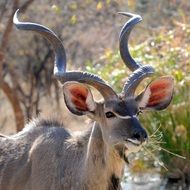 eating kudu in botswana