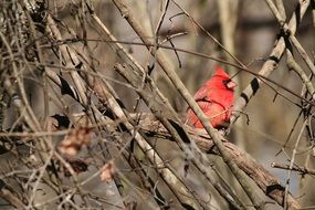 Northern Cardinal on branch sunny portrait