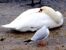 sleeping white swan and seagull