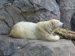 White Polar Bear on a rock