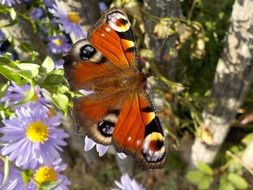 peacock butterfly on the garden summer flower