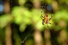 spider among cobwebs closeup
