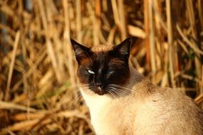 siamese cat in evening lights