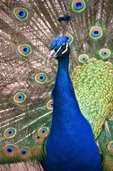 blue peacock with beautiful tail