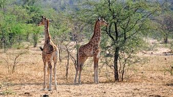 young giraffes in the national park in namibia