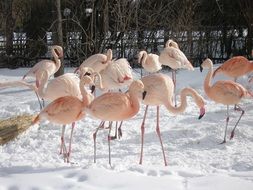 pleasing Flamingos Birds