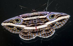 Large striped moth on black
