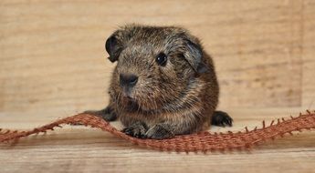 incomparable Guinea Pig
