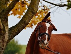 brown Horse Animal Funny Ride