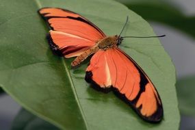 orange Butterfly on green leaf