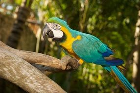 turquoise parrot