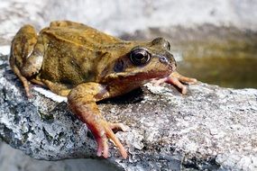 frog on a rock