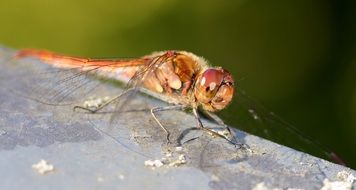 closeup of a red dragonfly