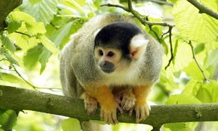 Wild Monkey