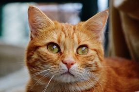 portrait of a cuddky red cat