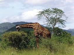 Mammal Giraffe