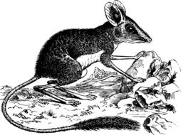 black-and-white image of marsupial in Australia