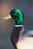cute lovely Mallard Duck
