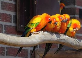 bright parrots on a branch