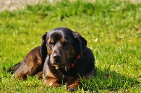 Dog on the green grass