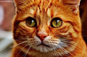 sweet red mackerel tabby-cat