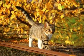 young Cat in front of Autumn Leaves