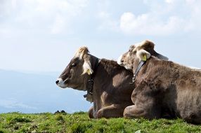 cows resting on alpine mountain meadow