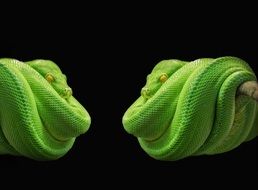 two green pythons on black background