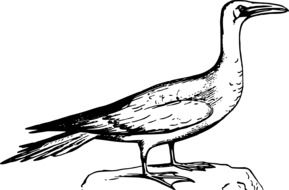Illustration of booby bird