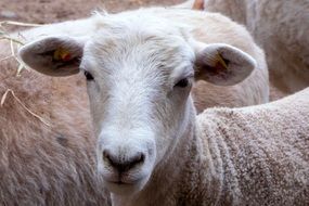 sheep in a herd close-up