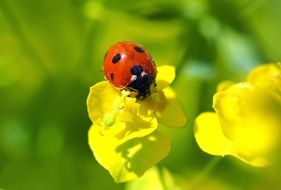 cute ladybug on a yellow flower