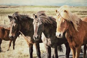 Icelandic horses on the field