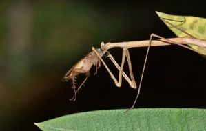 Stick Insect Walking on the leaf at blurred background