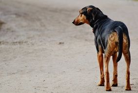 lonely dog walk on the road