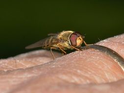 episyrphus on the human skin
