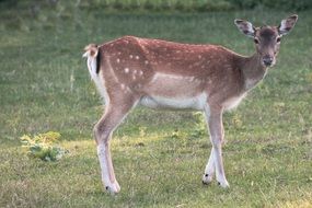 young roe on the meadow