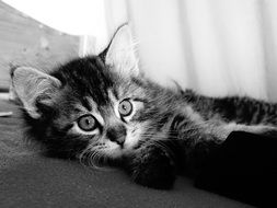 black and white picture of a little cat