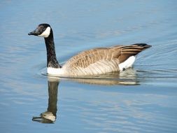 Canadian Snow Goose