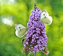 butterflies on purple flower