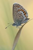 lovely Spring butterfly